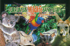 Postkarte mit Schriftzug : Currumbin Wildlife sanctuary - cold coast australia - zeigt koala, kangaroo und loriket