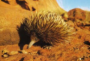 Bild von einem Echidna auf roter Erde