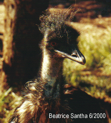 Bild von einem Emu, Totale