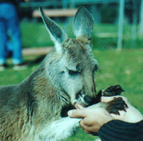 Bild von Joey , frisst aus der Hand