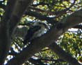 Bild: Kookabura