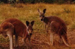 Bild: 2 rote Kangaroos