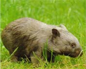 Bild: Wombat